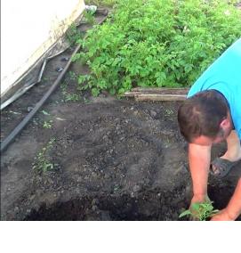 рассада картофеля - вариант 2