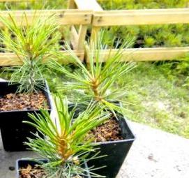 рассада кедра - вариант 1