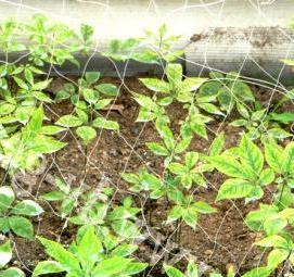 рассада кедра - вариант 3