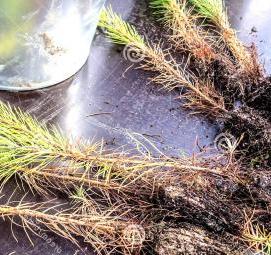 рассада кедра - вариант 2