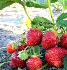 рассада клубника малина - вариант 1