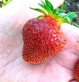 рассада клубника малина - вариант 4