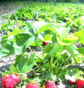 рассада клубника малина - вариант 3