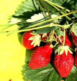 рассада клубника малина - вариант 2