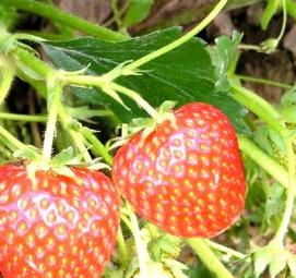 рассада клубники фестивальная - вариант 1