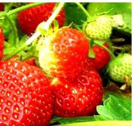 рассада клубники фестивальная - вариант 4