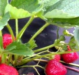рассада клубники фестивальная - вариант 2