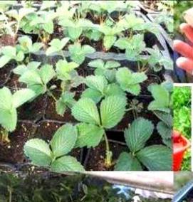 рассада клубники гигантелла - вариант 3