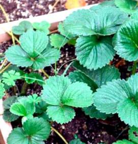 рассада клубники гигантелла - вариант 2