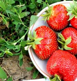 рассада клубники купчиха - вариант 1