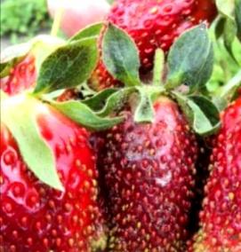 рассада клубники купчиха - вариант 4