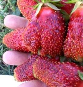 рассада клубники купчиха - вариант 3