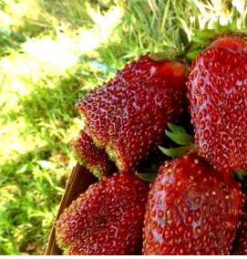 рассада клубники купчиха - вариант 2