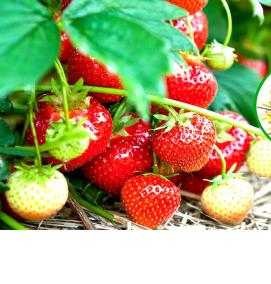 рассада клубники - модель 4