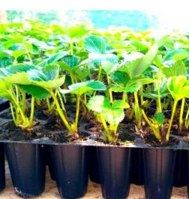 рассада клубники - модель 3