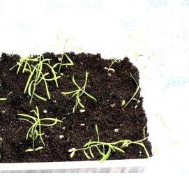 рассада кохии - вариант 1