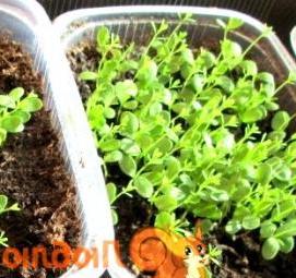 рассада кохии - вариант 4