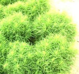 рассада кохии - вариант 3