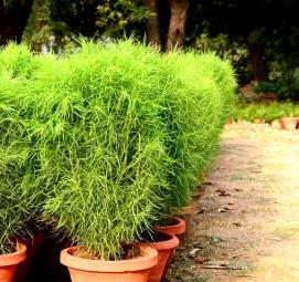 рассада кохии - вариант 2