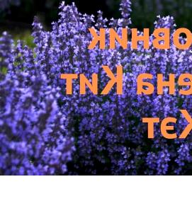 рассада котовника - модель 1