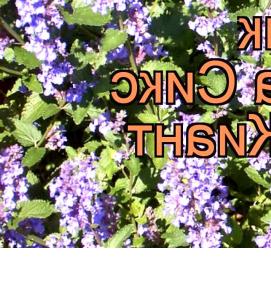 рассада котовника - модель 3