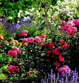 рассада котовника - модель 2