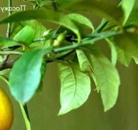 рассада лимонов - вариант 1
