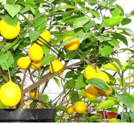рассада лимонов - вариант 4