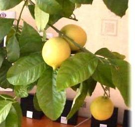 рассада лимонов - вариант 3