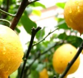 рассада лимонов - вариант 2