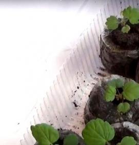 рассада - тип 4