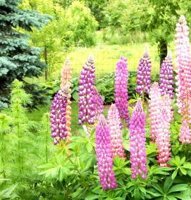 рассада люпинов - вариант 1