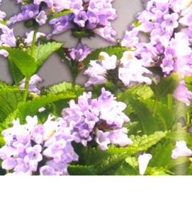 рассада многолетних растений - вариант 1