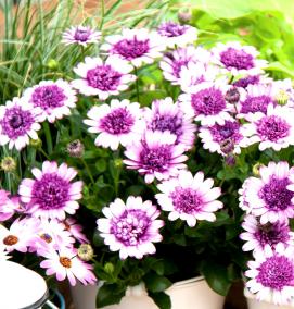 рассада многолетних растений - вариант 4