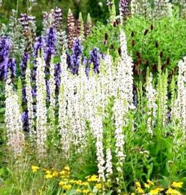 рассада многолетних растений - вариант 3