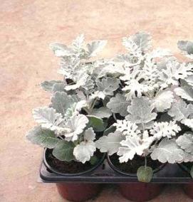 рассада многолетних растений - вариант 2