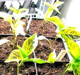 рассада многолетников - вариант 1