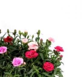 рассада многолетников - вариант 3