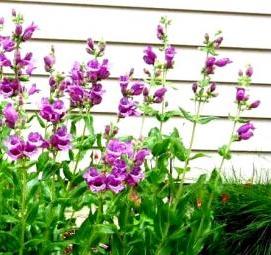 рассада многолетников - вариант 2