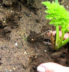 рассада моркови - вариант 3