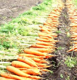 рассада моркови - вариант 2