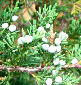 рассада можжевельника - тип 1