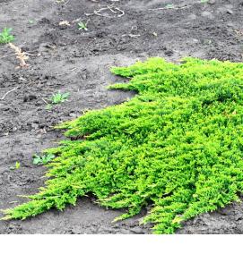 рассада можжевельника - тип 4