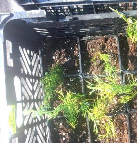 рассада можжевельника - тип 3