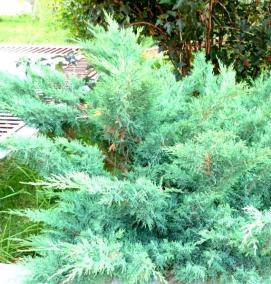 рассада можжевельника - тип 2