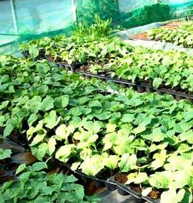 рассада огурцов для теплицы - вариант 4