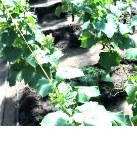 рассада огурцов для теплицы - вариант 3