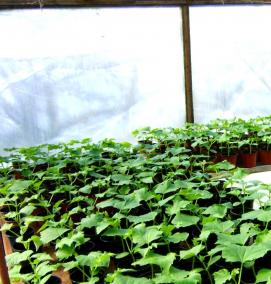 рассада огурцов для теплицы - вариант 2