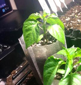 рассада острых перцев - вариант 1