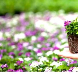 рассада - тип 3